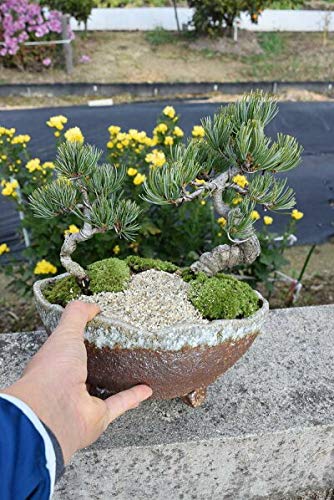 Amazon.co.jp: 【祝松盆栽】寄せ植え五葉松盆栽 : DIY・工具・ガーデン