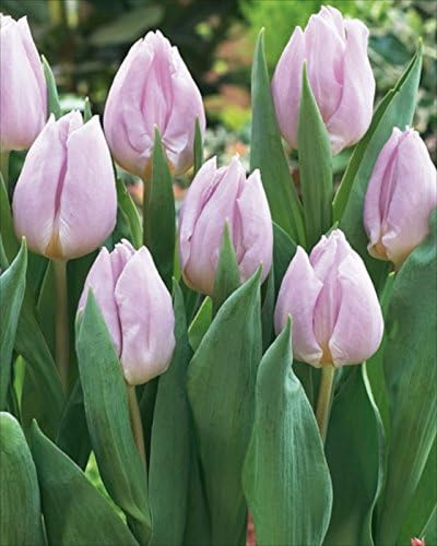 Tulip Bulbs 'Candy Prince' Spring Flowering Bulbs Pack x10