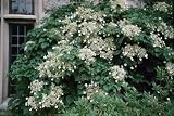 RedCrocus - RedCrocus Climbing Hydrangea Espalier, Trellis or Stake Garden Plant, Deciduous Shade Vine, Pollinator-Friendly, Mulch & Support Needed 3 Gallon
