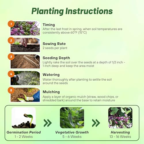 Image of Outsidepride Red Lablab Hyacinth Bean Vine Seeds - 200 Pcs Perennial, Fast Growing Vegetable Seeds for Planting with Fragrant Foliage for Garden & Edible Flower and Pods for Culinary Uses (Pack of 3)