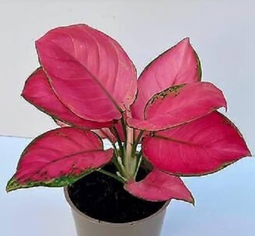 New Thailand red Aglaonema (Lipstick Single Stem) Natural Live Indoor Plant with 7.5 cm Pot | Pack of 1 Healthy Live Plant | For Home, Office, Livingroom, Bedroom, Garden Decor