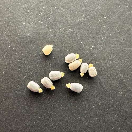 �y��q�z���[�t�H���r�A�E�J���L�A�X 10s Euphorbia characias