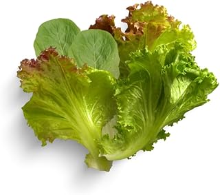 Heirloom Cutting Mix Lettuce - Complete Seed Pod Plugs with Plant Food - 10 Pods for Hydroponic Gardens, Click and Grow, Lettuce Grow and Outdoor Gardens