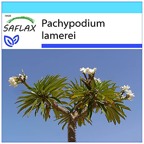 SAFLAX - Confezione regalo - Palma del Madagascar - 10 semi - Pachypodium lamerei