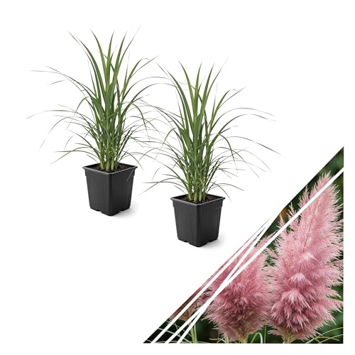 Ornamental Pink Grass (2 Plants Per Pack) - Live Decorative Plant - 12' Tall by 6' Wide in 1.5 Qt Pot