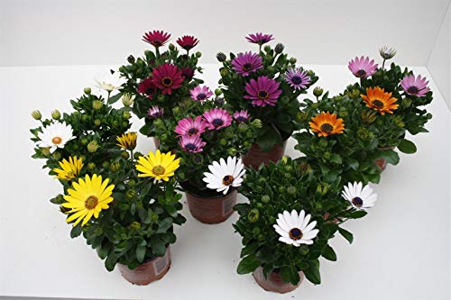 Dimorphoteca -PACK 6 unidades - maceta 14cm. - altura total aprox. 27cm. - planta viva - (envíos sólo a península)