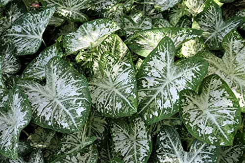 Image of Fancy Green Leaf Caladium Easy Care Live Indoor Plant In Ecofriendly Elephant's ear Shape Green Color Live Plant For Home and Office Decor