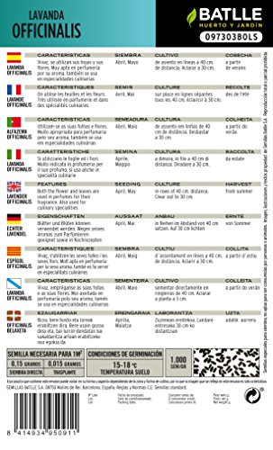 Batlle kruidenzaden - Lavendel Officinalis (zaden - 40cm) - Afbeelding 3