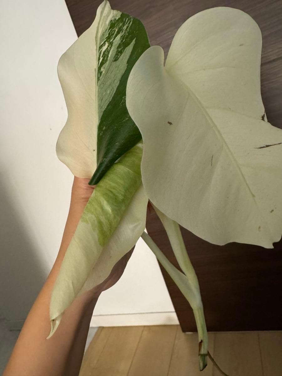 3葉付き美株 斑入りモンステラ ホワイトタイガー ハーフムーン 極上  