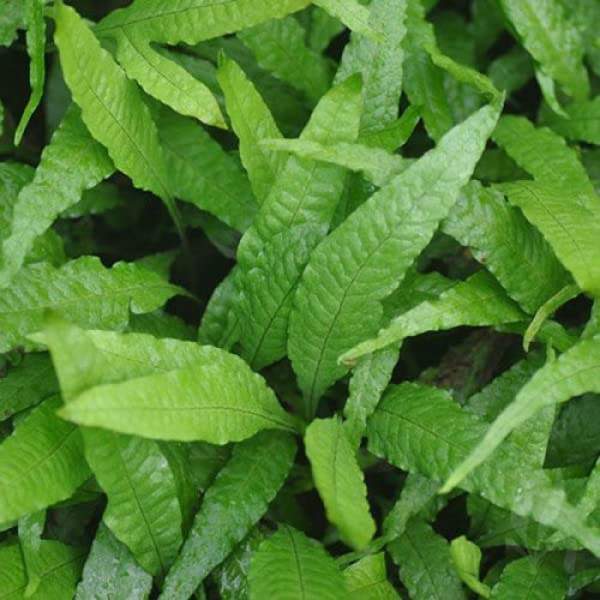 Maalavya Java fern wrinkled leaf on Pot Live Aquarium Plant (15 to 20 Leaves) (B0BXLS89ZX) Amazon Price History, Amazon Price Tracker