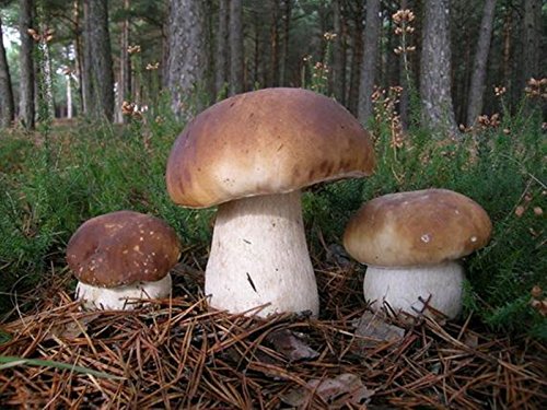 King Bolete Mushroom (Boletus edulis Bull) Mycelium Spores Spawn Dried Seeds