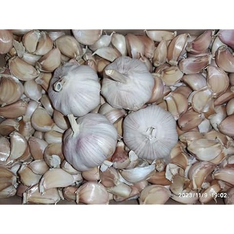METCHAR Provence Wight Garlic Seeds - 36 Large Cover