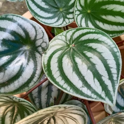 Peperomia Live Plant, Size 4 to 6 Inch Tall - Peperomia Watermelon Plant, Rooted Peperomia Houseplant Starter Plant Without Pot