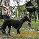 OneTigris Zug-Stopp Hundehalsband, Weich Gepolstert Breites Hundehalsband mit Reflektierend für Mittelgroße und Große Hunde, Schwarz M