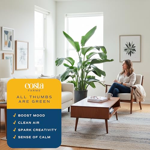 Image of Costa Farms White Bird of Paradise Live Indoor Plant, Strelitzia nicolai, 4-5 Feet Tall Extra Large Tropical Floor Plant, Air Purifying Houseplant, Housewarming Gift or Office Decor