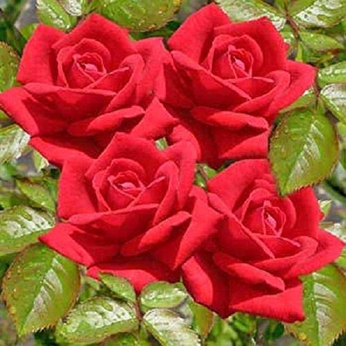 Plant Theory Paul's Scarlet Climber Rose Bush Red Flowering Roses Rambler Rose 4L Pot
