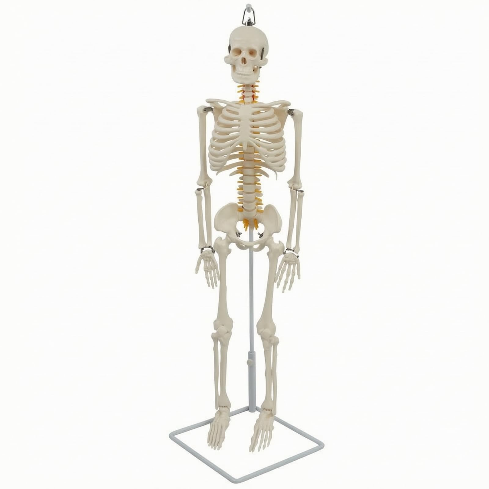Almencla Lehrskelett Anatomie Modell Skelett Figur Skelettmodell Skelettpuppe aus Langlebigem PVC mit Aufhängung Und Stabilem Sockel für Labor Hörsaal Behandlungsraum für Anschauung Untersuchung