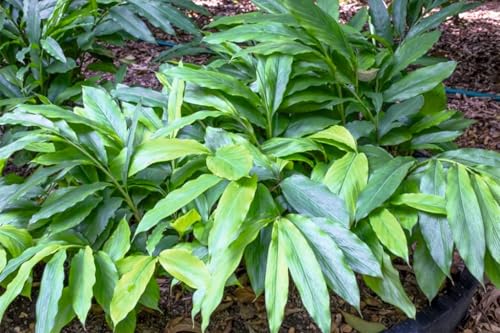 Image of Hybrid All Spice Plant /Pimenta dioica, All Spice Pimenta Dioica spice scented leaf Kitchen Spice Live Plants & Tree (1-1.5 Ft Size) (Green Elaichi /Cardamom 'Choti Elaichi inch Plant)