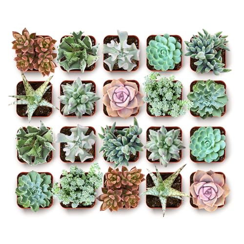 Shop Succulents Coastal Succulent Bulk Plant Pack Collection – Live