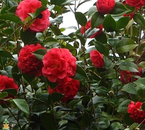 Miniatura 2 de (1) - Kramers Supreme Red Camellia Japonica - Enchufe de arranque (4L) (1 Planta)