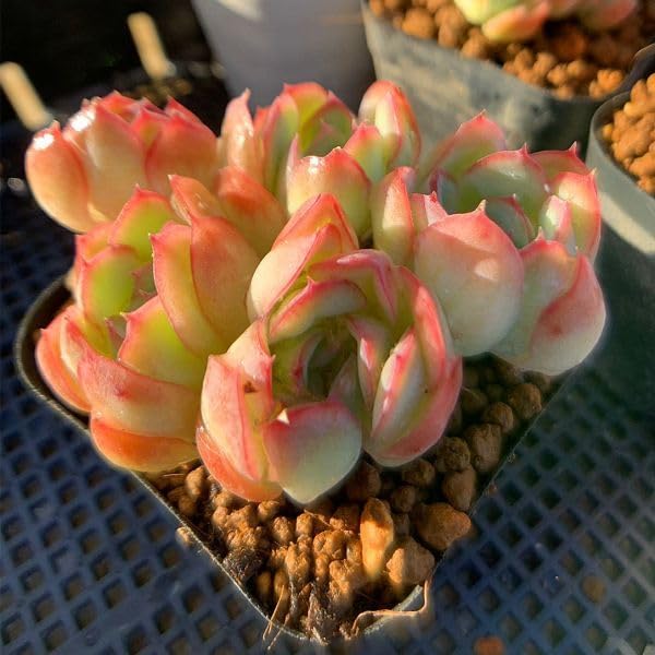 Amazon.co.jp: 農園直売 多肉植物 寄せ植え エケベリア属 ストロベリー