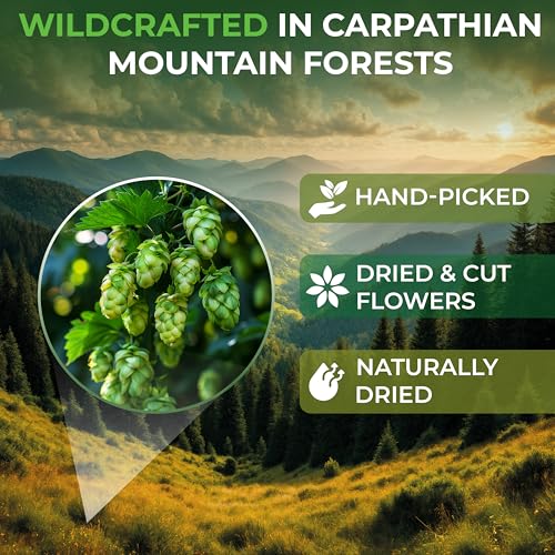 Image of 50 Bags Hop Tea Hops Herb Dried Hops Flowers Herbal Tea (Humulus Lupulus) - 50 Count 1.5g Bags Hoptea Lupulo Entero