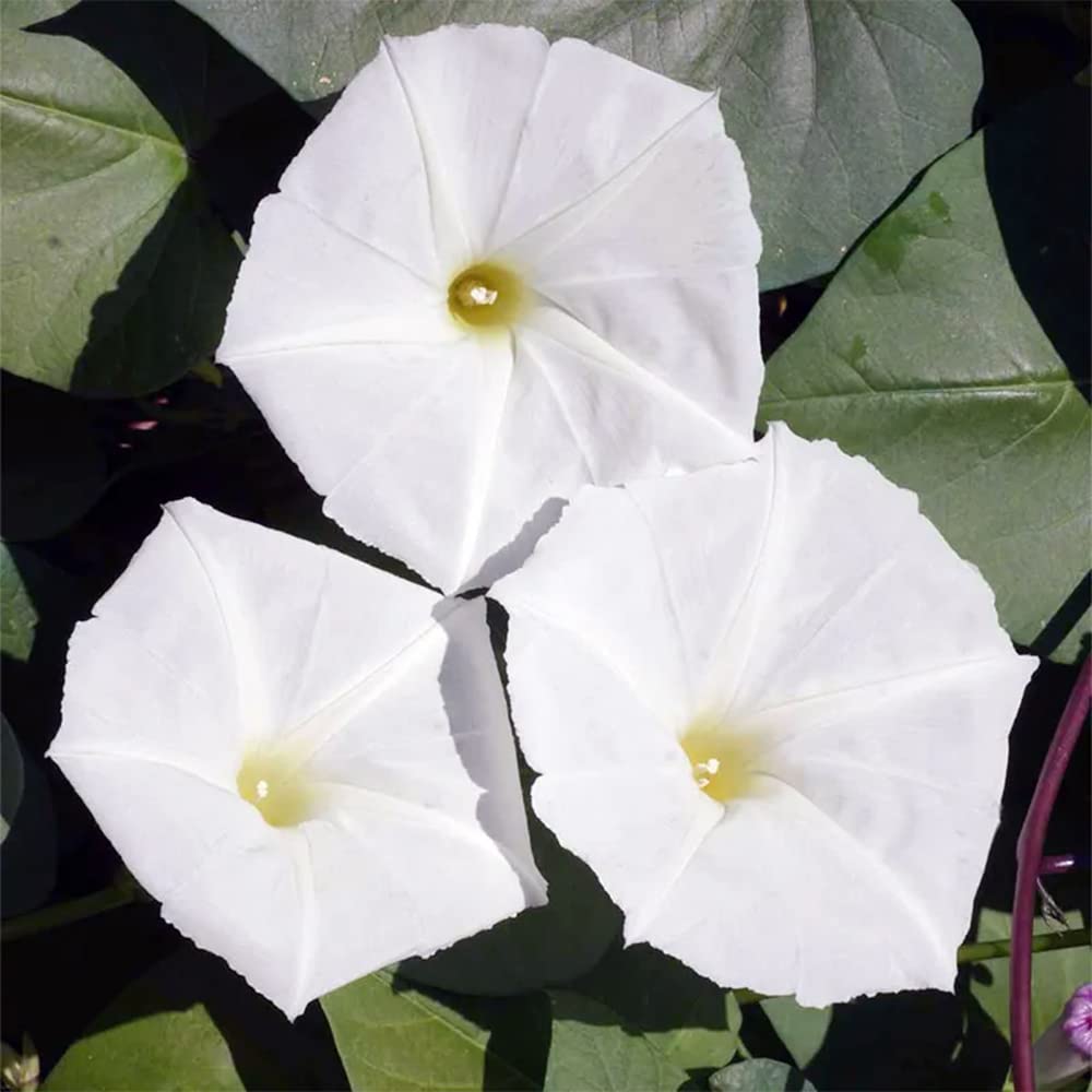 30 Giant White Moon Vine Seeds, Tropical White Morning Glory "Moonflower" - Rare Tropical Exotic Vine Flower Seeds - Showy Perennial Accent Privacy Screen