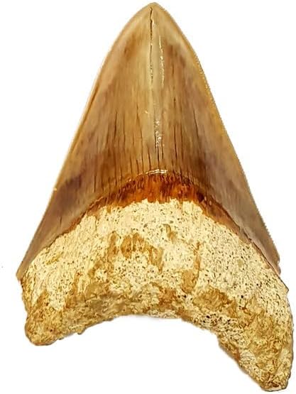 Otodus Megalodon (Carcharodon Megalodon - megaselachus) Indonesia 11 cm Fossil (Fossils) REIN21