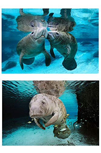 Go Green Tale Fish Poster Combo | Dolphin Poster | Poster for Wall Decoration | Wall D?cor | High Resolution 300 GSM -Glossy/Art/Matte