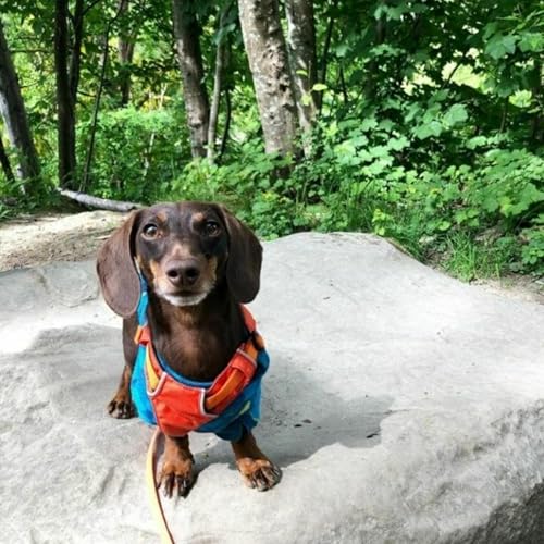 Episode 51: "He Definitely Has Some Big Feelings": Small Dogs and Reactivity with Bernadette Tow of Hershey the Weenie
