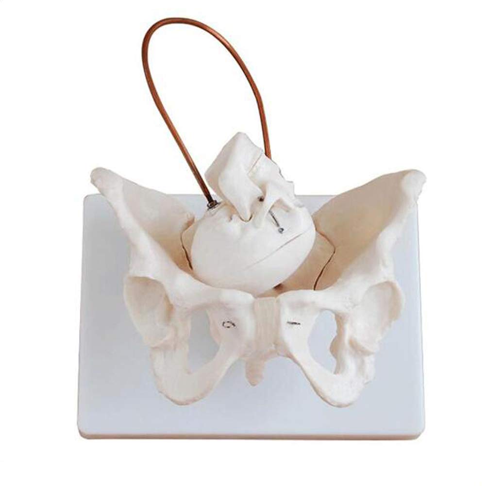 Pelvis de sage-femme AMITD avec tête de bébé à taille réelle 1:1