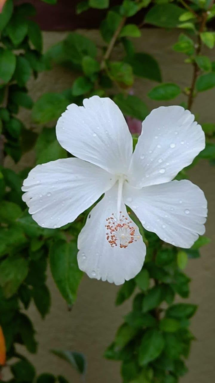 Desi White Joba Live Flower Plant yielding Fresh White Pristine Daily Blooms (Holy Value & Fast Blooming) – Suited for Home Entrances & Backyard Corners (1 Medium Size Healthy Live Plant)-image-1