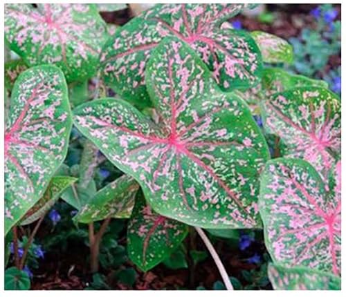 Pink Beauty Caladium Bulbs - One Top Size Bulb - Gorgeous Pink and Green Foliage - Hardy in Zones 9-11 - Ideal for Gardens and Pots - Vibrant Caladium Plants