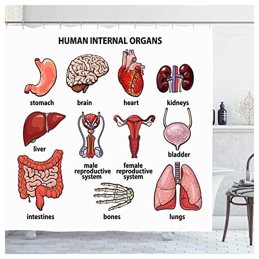 AllenPrint Cortina Ducha,Sistema Intestinos Humanos Órganos Vida Realista Atención Médica Personas Médicas Digestivo Vejiga Interna Llamativo Cortinas De Baño