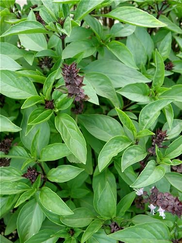 Bonnie Plants Thai Basil, Live Plant, 19.3 oz., 4-Pack