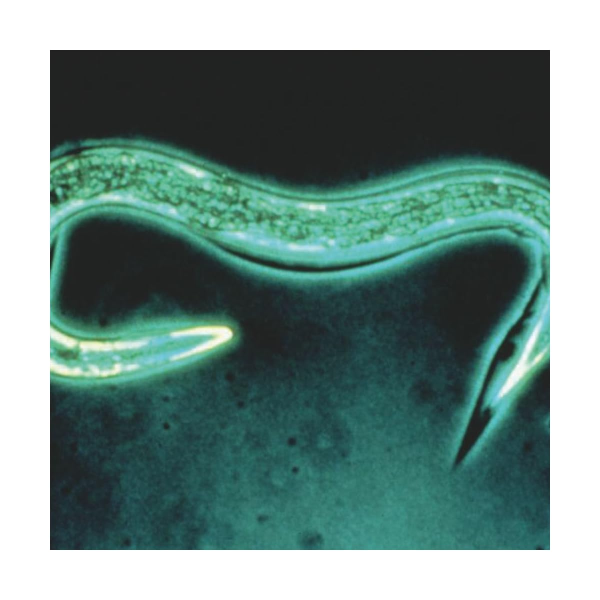 Nematodes Sc Anti vers gris, doryphore et courtilières - 25 millions