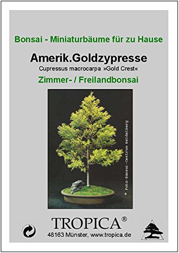Tropica  Zypressen Gold von Monterrey (Cupressus Macrocarpa  gold Crest  ")  50 graines- Bonsai : Amazon.de: Garten