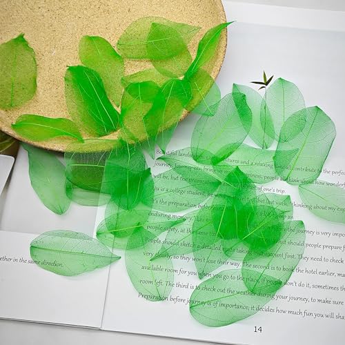 HAOBIN 50 Pieces Natural Skeleton Leaves Dry Skeletal Leaves Natural Dried Leaves Mixed Dried Leaves Used for DIY Scrapbook Craft Card Making (Green) - Image 3