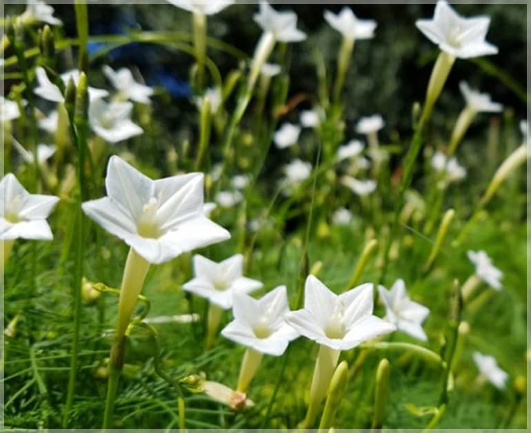 LIVOX White Cypress Vine Flower Seeds for Home Gardening Winter Season Akashamulla Flower Seeds – 30 Flower Seeds per Packet (B0B5XVTRNS) Amazon Price History, Amazon Price Tracker