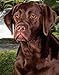 Price comparison product image Chocolate Labrador dog Air Freshener