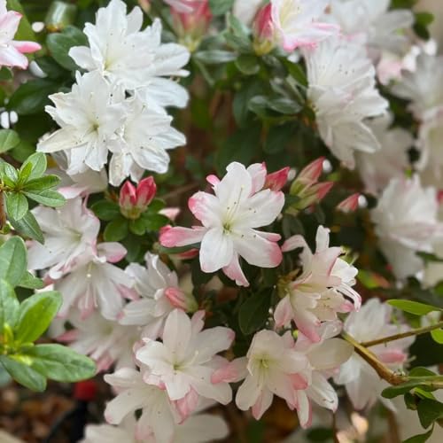 Semillas de rododendro - variedades antiguas jardín de semillas de jardín de arbustos semillas de regalos para 50pcs