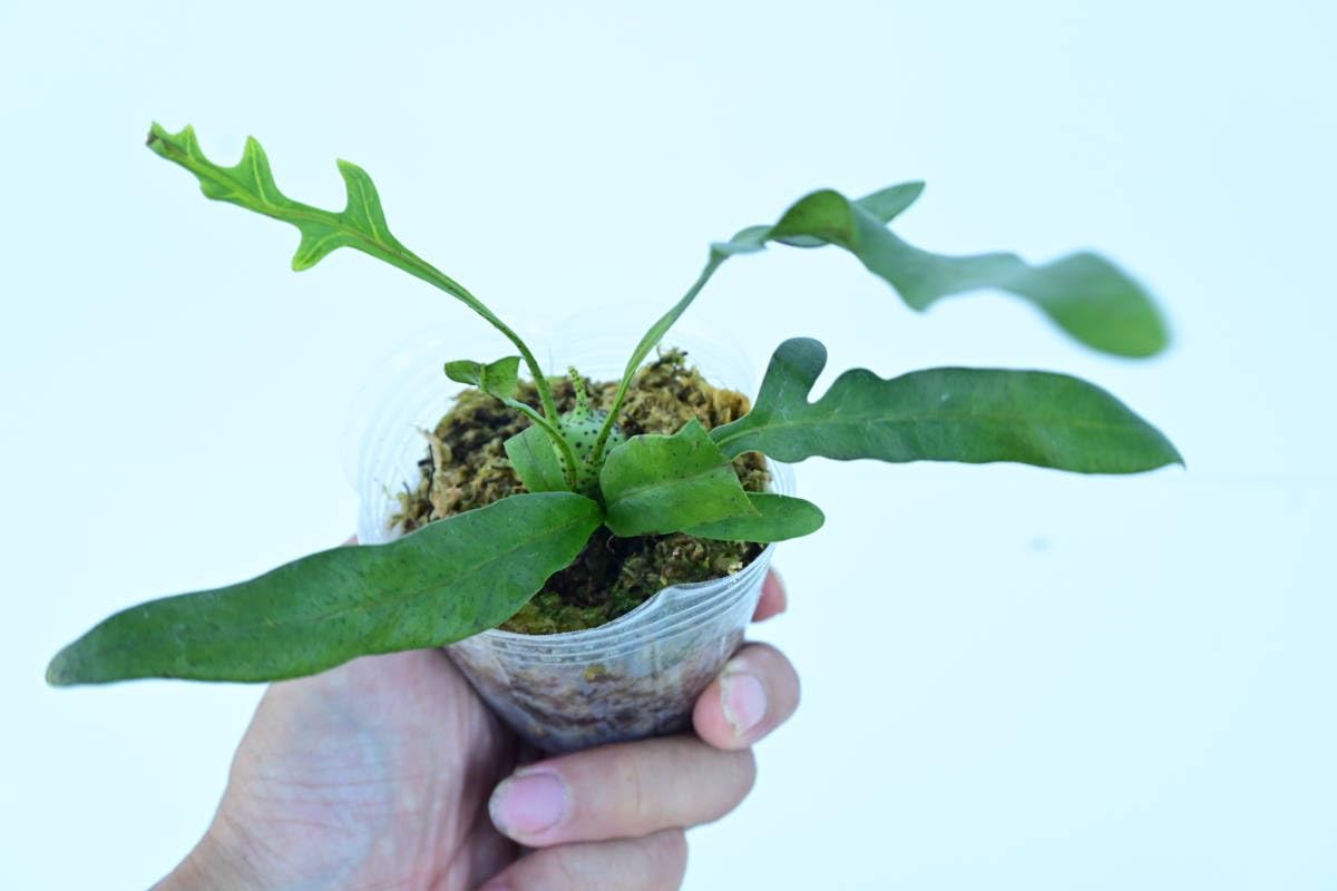 Lecanopteris mirabilis レカノプテリス・ミラビリス #アリ植物 【公式