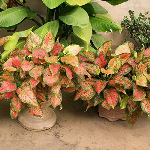Air Purifying Red Chinese Evergreen Plant Seeds- 20 Seeds Pack - Grow Indoor & Outdoor Both (B09P53CPX7) Amazon Price History, Amazon Price Tracker