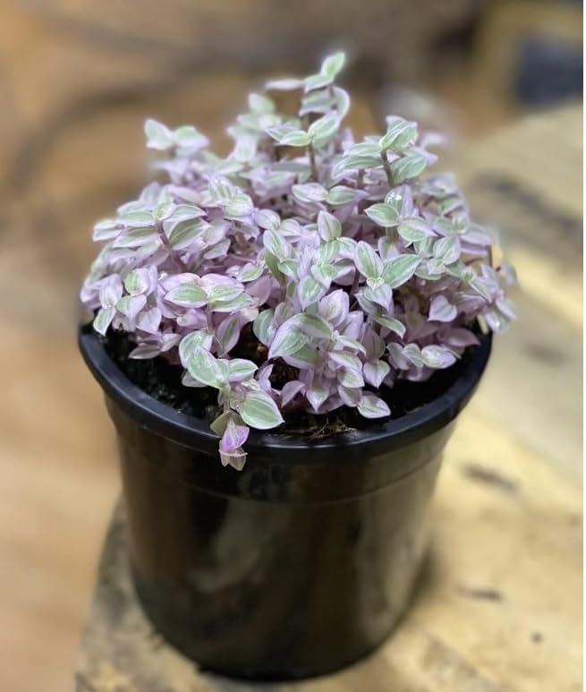 Greenursery Turtle Vine Indoor Plant For Home and Garden with Pot (Pack of 1) (Pink Turtle Vine) (B0D3BCHK29) Amazon Price History, Amazon Price Tracker