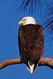 Bald Eagle Any Day Planner Notebook: Blank Schedule Journal Diary (Wildlife 150 Planner)