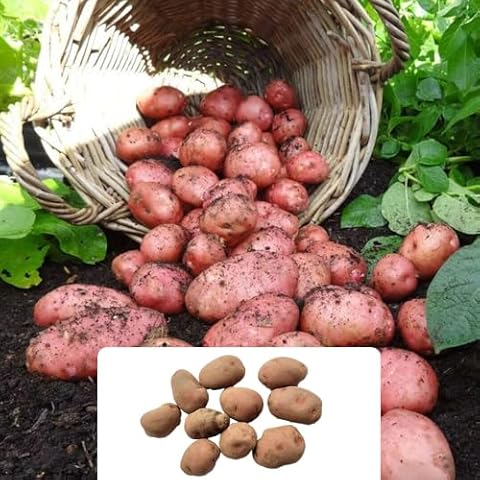 10 Desiree Seed Potatoes for UK Gardens Cover