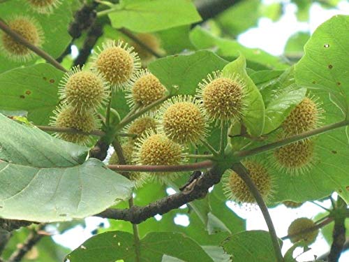 See full amazon price history chart for SHOP 360 GARDEN Adina Cordifolia, Haldu, Kadamba, Kadam, Bur - Flower Tree Seeds - Pack of 10 grams Seeds SHOP 360 GARDEN Adina Cordifolia, Haldu, Kadamba, Kadam, Bur - Flower Tree Seeds - Pack of 10 grams Seeds (B07XYJQ36Q) Amazon Price History, Amazon Price Tracker