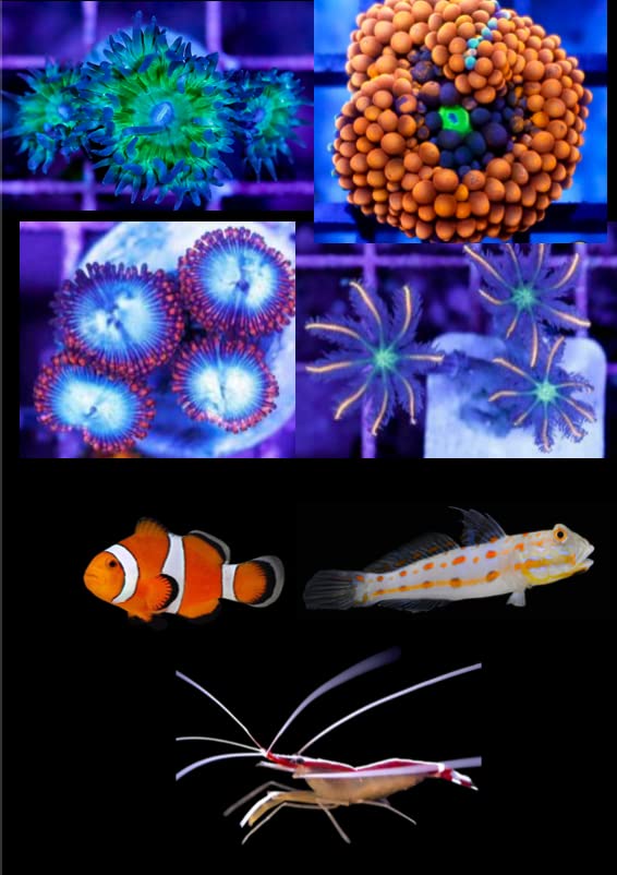 Beginner Pack (Coral, Fish, Shrimp) Live Saltwater...