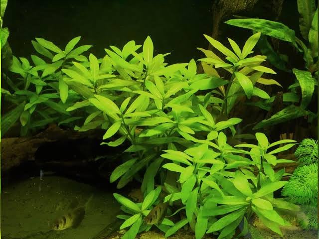 Hygrophila Premium Aquarium Plant Freshwater Oxygen Water Plant for Fish Tank Aquascaping Home Decoration (3 Healthy Live Plant)-picture-23