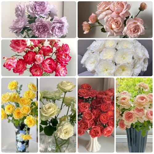 semillas de rosal resistente de para camas elevadas, pared verde de rosal trepador y fragantes de balcón perennes y resistentes 125pcs